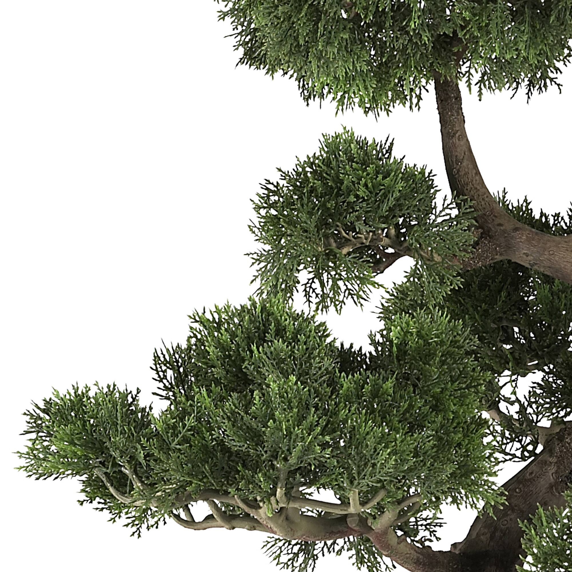 3ft. Potted Cedar Bonsai Plant